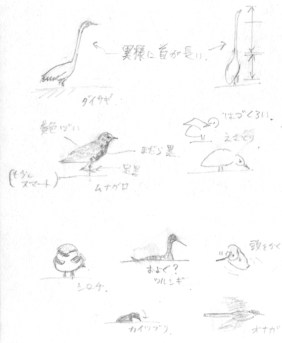 野鳥スケッチ